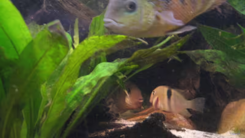 Sattelstreifen in Love von exhhtom64 (6)