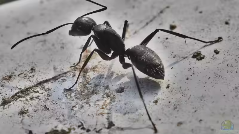 Sauberes Zuhause, gesundes Aquarium: Worauf bei der Schädlingsbekämpfung achten?