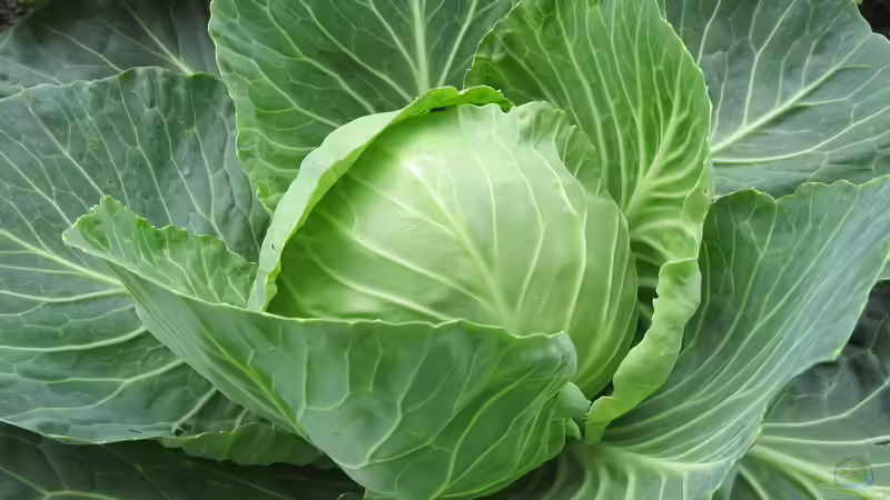 Sauerkraut: So gelingt die Herstellung im eigenen Garten