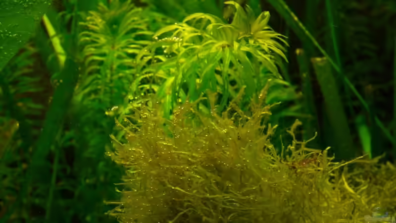 Sauerstoff :-) von Leinad78 (7)