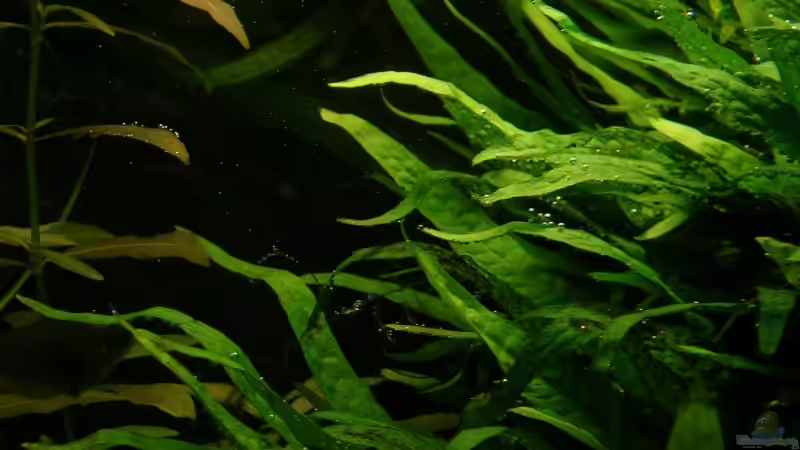 Sauerstoff-Perlen von Der Analyst (11)