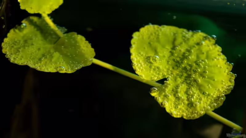 Sauerstoffbläschen nach Wasserwechsel von die Perle... (26)
