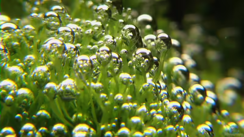 Sauerstoffgehalt im Aquarium messen - der umfassende Praxisleitfaden für Aquarianer