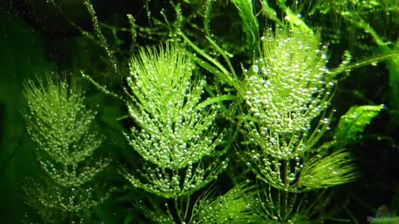 Sauerstoffproduktion bei Ceratophyllum von hej kompisar (8)