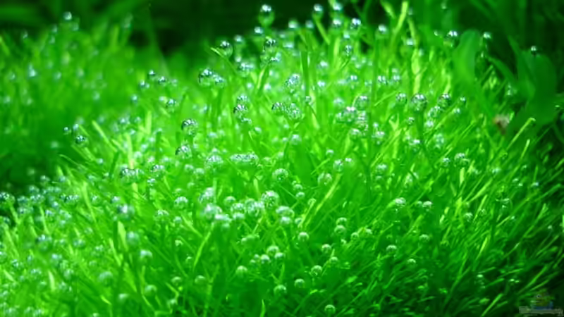 Sauerstoffproduktion der Ricciakugel von hej kompisar (14)