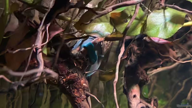 Sauger immer gut verstecken???? von Gregorsimsel (12)