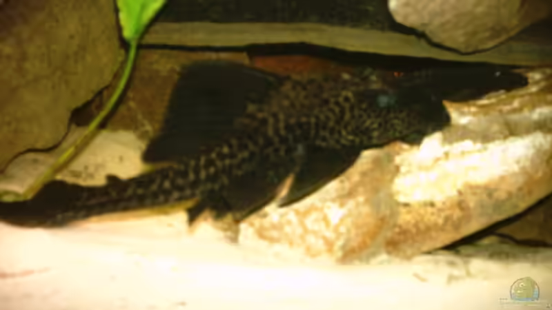 Saugmaulwels (ca. 20 cm) von Philipp Clodt (11)