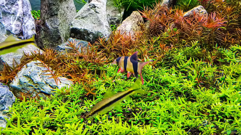 Saugschmerle / Prachtschmerle von Glidezilla (16)