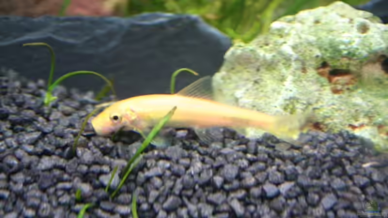 Saugschmerle Gold 2 von Alexander Engel (33)