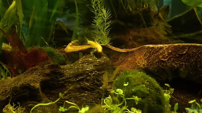 Saugschmerle gold auf der Terasse von Babsi Aud (28)