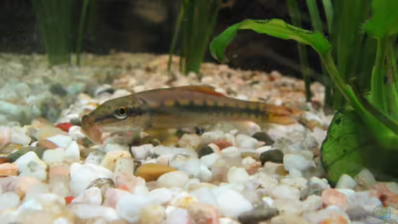 Saugschmerle-grau von Mike Nebenführ (21)