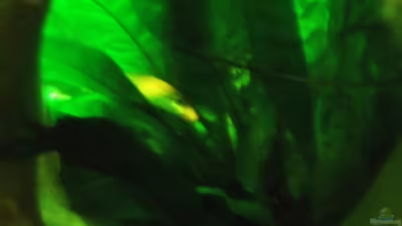 Saugschmerle im Javafarn von Babsi Aud (71)