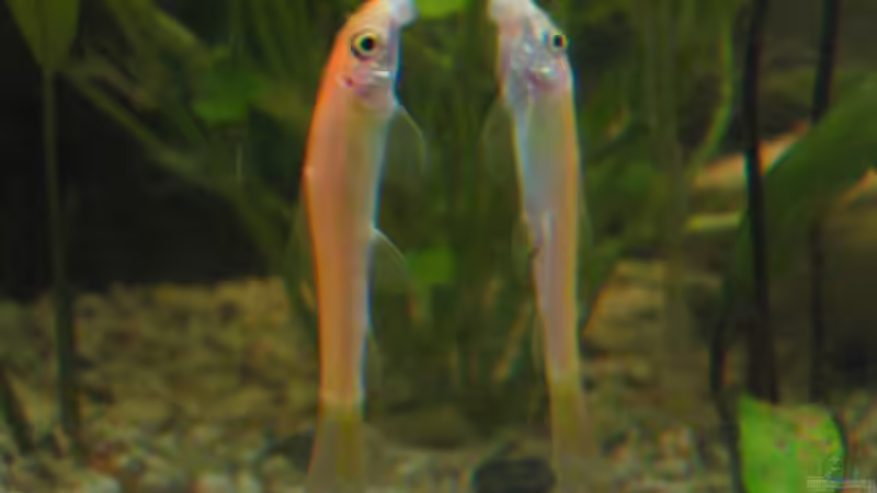 Saugschmerle-rosa von Mike Nebenführ (22)