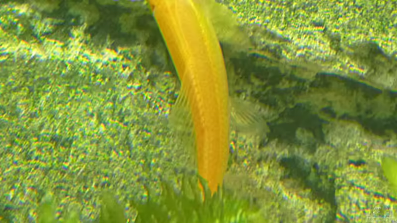 Saugschmerle von Christiane Feldmann (30)