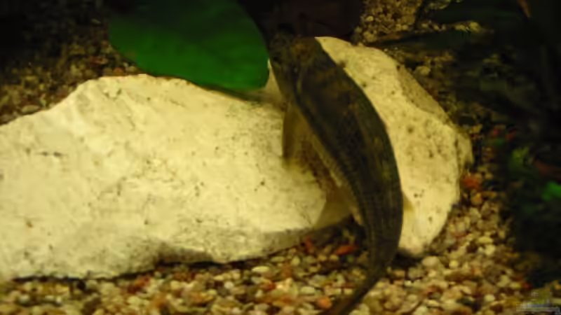 Saugschmerle von Mike Kurz (15)