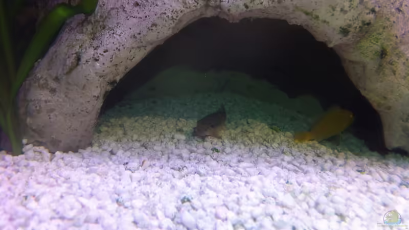 Saugschmerle von Yejo (31)