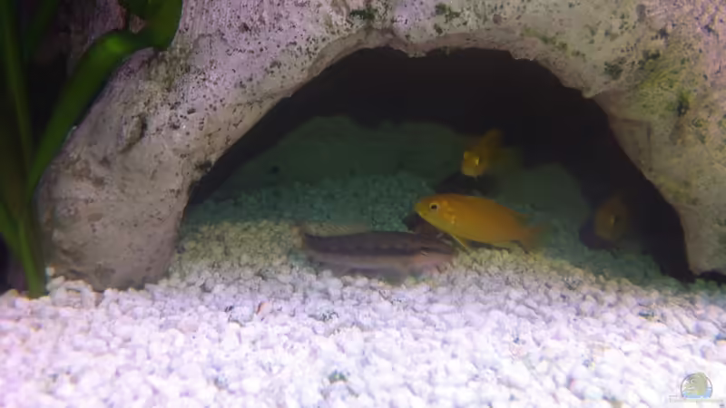 Saugschmerle von Yejo (32)