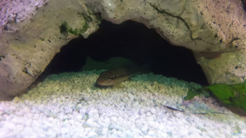 Saugschmerle von Yejo (33)