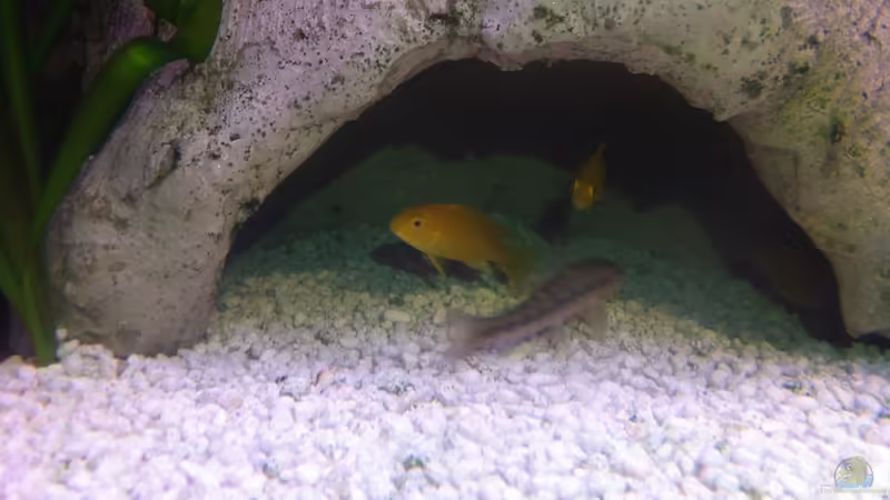 Saugschmerle von Yejo (34)