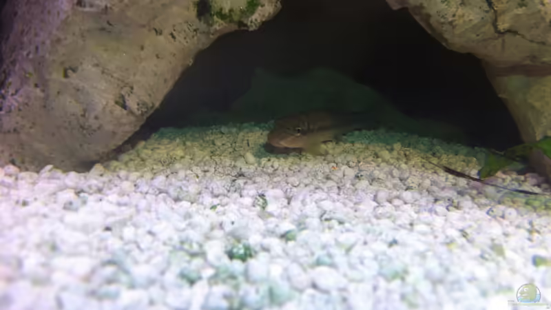 Saugschmerle von Yejo (35)