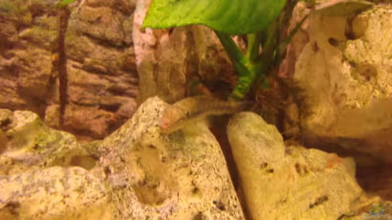 Saugschmerle von Zorni (21)