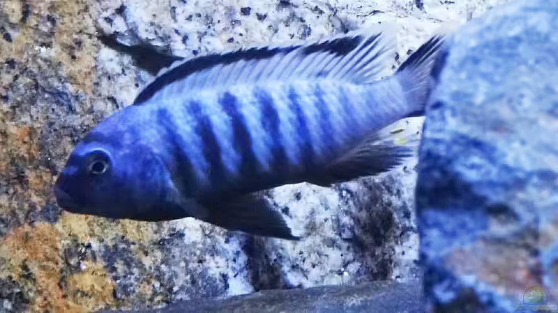 Saulosi Alpha Bock von Malawi_Einsteiger (32)