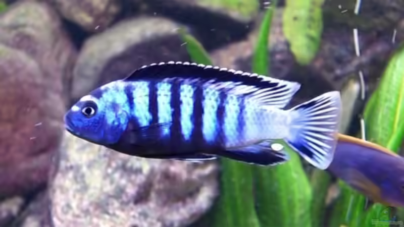 Saulosi ausgewachsen von maggo 28 (45)