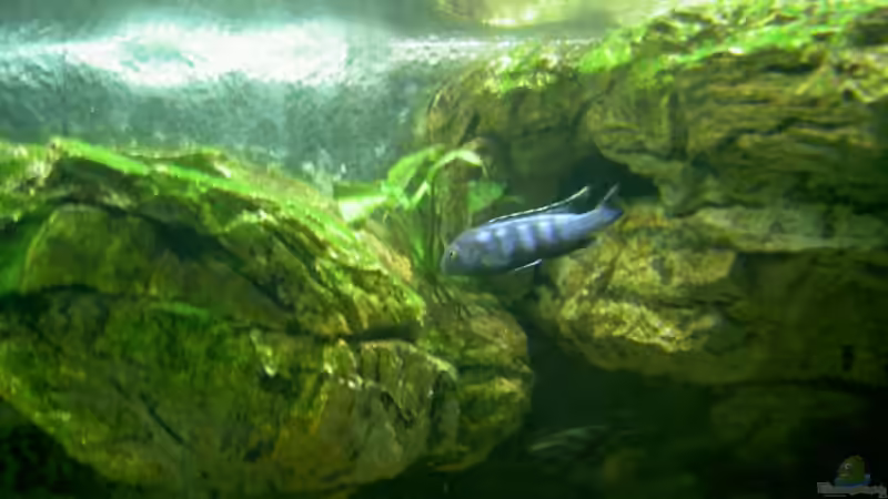 saulosi beim Aufwuchsfressen von Thorsten Peetz (20)