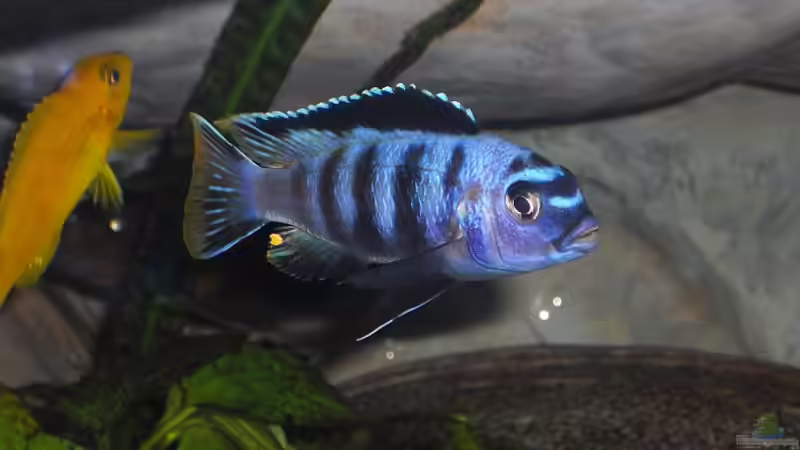 Saulosi Bock 12 von Malawi TOM (50)