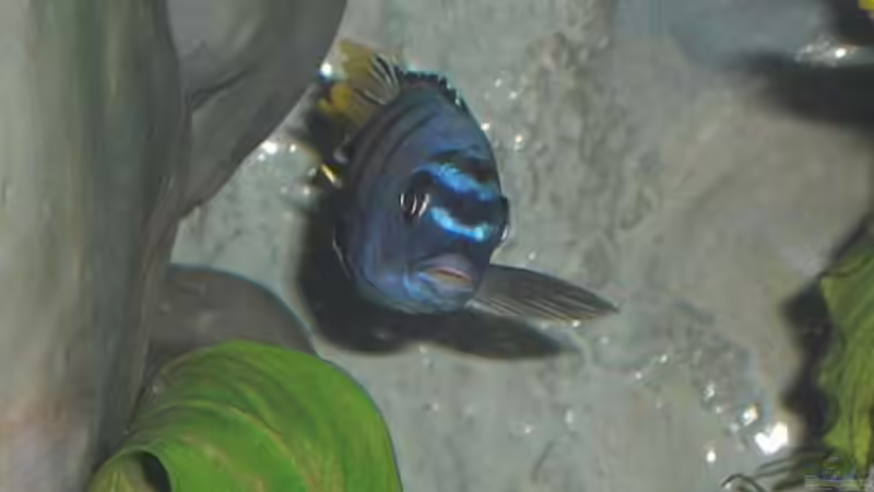 Saulosi Bock 2 von Malawi TOM (56)