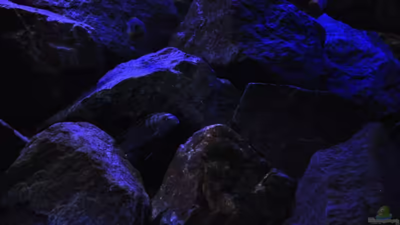 Saulosi Bock,am Stammplatz ! von Florian Bandhauer (43)