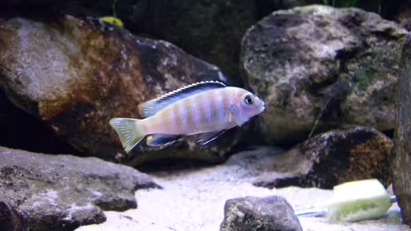 Saulosi Bock beim Umfärben von chanty (23)