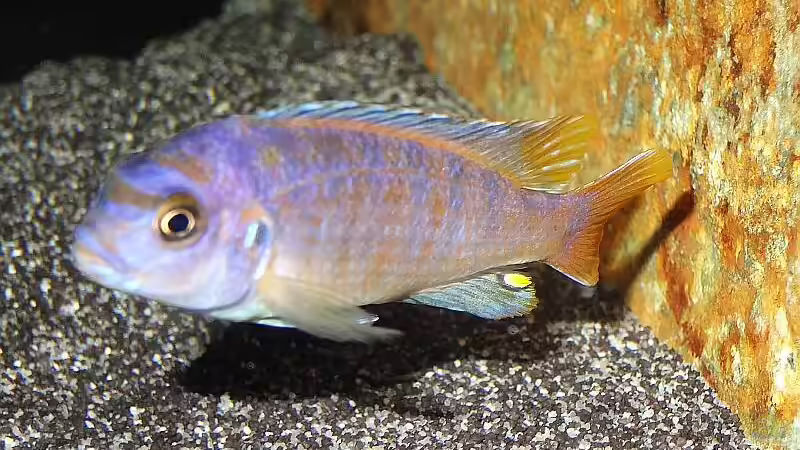 Saulosi Bock Nr.3 beim Umfärben von Malawi_Einsteiger (39)