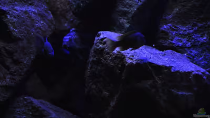 Saulosi Bock und Hongis von Florian Bandhauer (51)