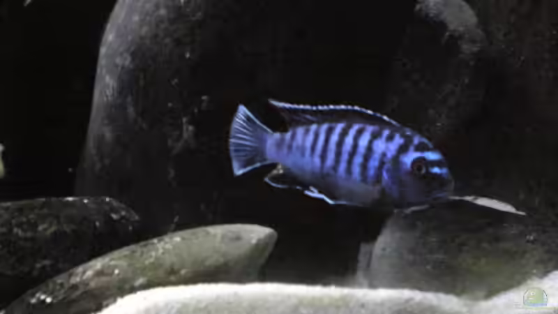 Saulosi Bock von Der Schwabe (19)