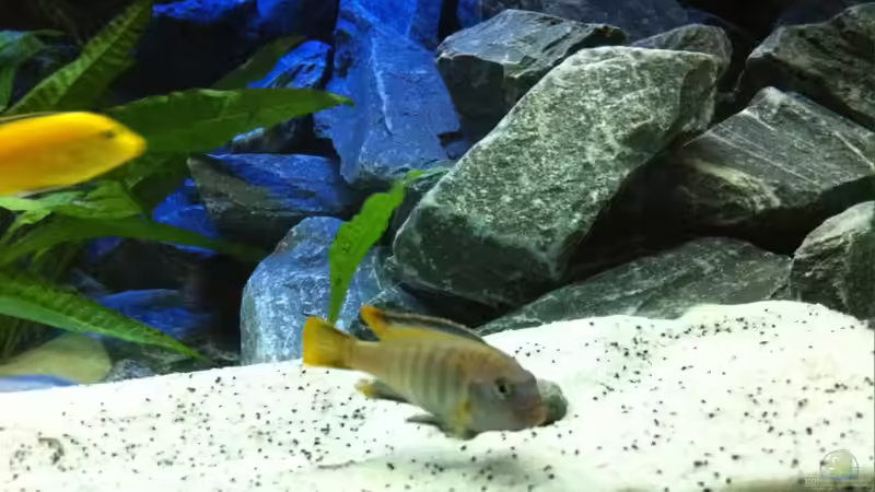 Saulosi Bock von Jean-Paul Ambord (39)