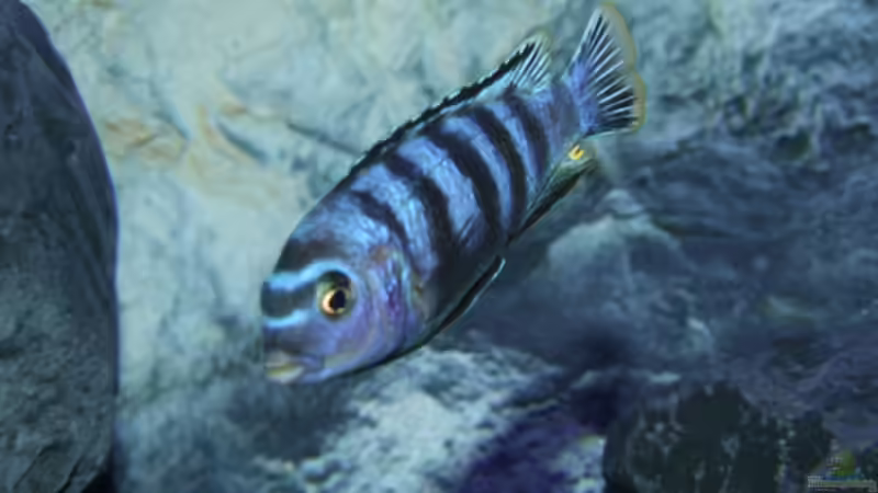 Saulosi Bock von Jo (17)