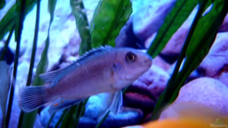 Saulosi Bock von Marco O. (19)