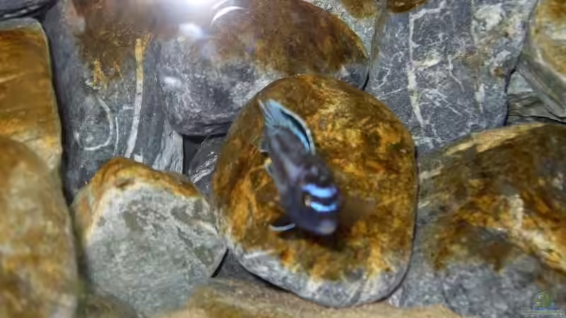 Saulosi Bock von Moin (7)