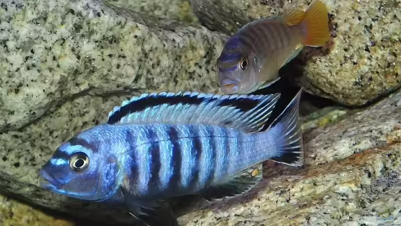 Saulosi Böcke 1&3 von Malawi_Einsteiger (33)