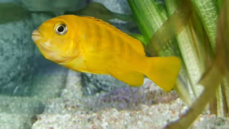 Saulosi Dame von Jo (18)