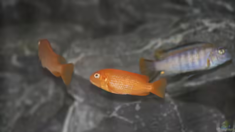 Saulosi Gruppe von Jean-Paul Ambord (45)