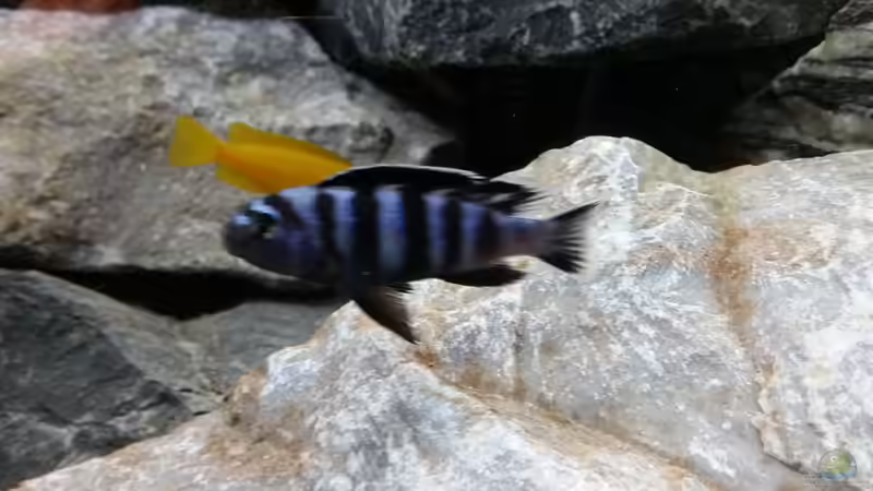 Saulosi junger Bock mit Mädel im Hintergrund von Andreas Musterfisch (23)