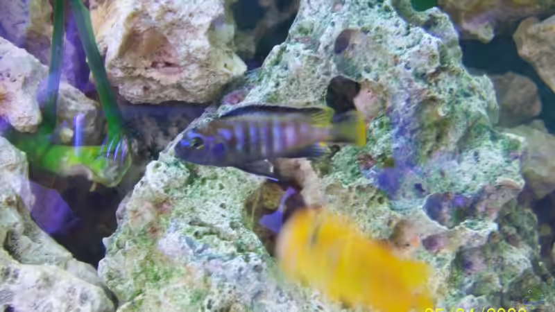 saulosi m jung  von Rene Nolting (17)