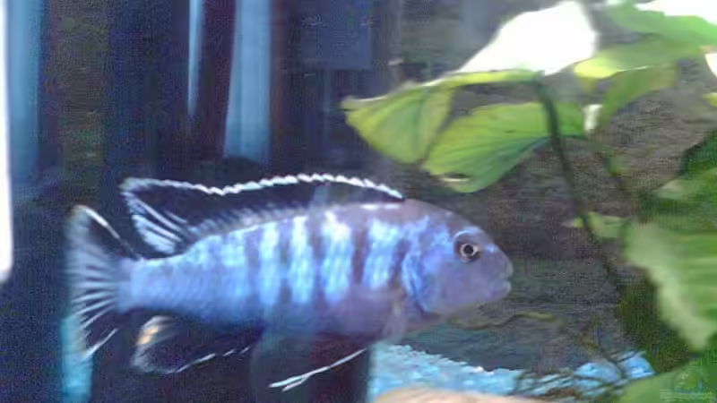 saulosi m von Rene Nolting (12)