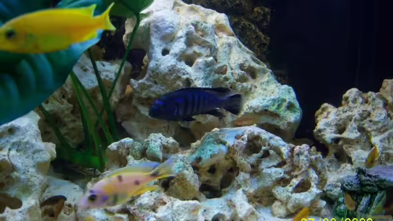 saulosi m von Rene Nolting (13)