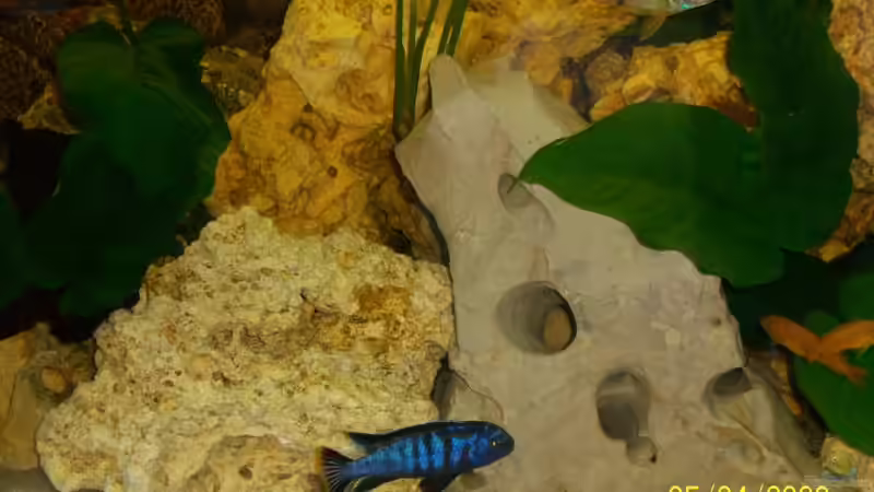 saulosi m von Rene Nolting (15)