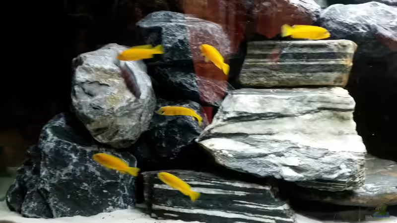 Saulosi Mädels und noch nicht ausgefärbter Bock in der Mitte von Andreas Musterfisch (22)