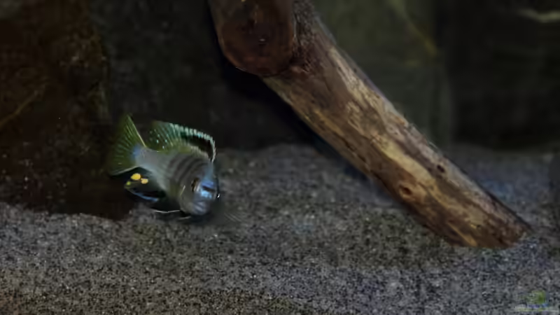 Saulosi Männchen am umfärben! von Sebastian O. (57)