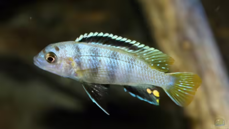 Saulosi Männchen am umfärben! von Sebastian O. (58)